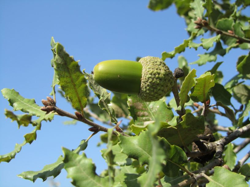 Quercus boissieri - אלון התולע
