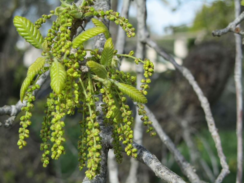 Quercus ithaburensis - אלון התבור, Mount Tabor Oak