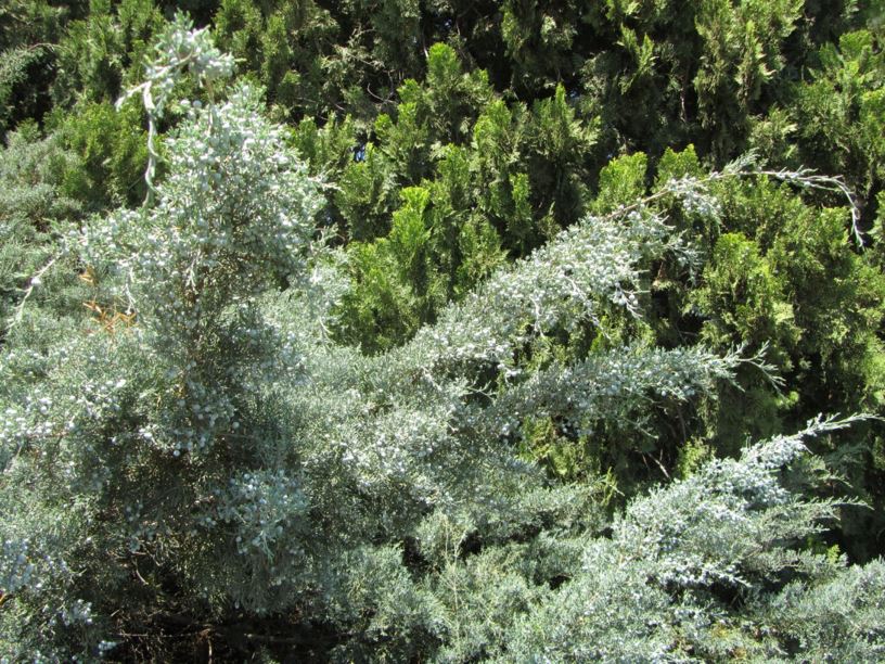 Juniperus virginiana 'Grey Owl' - ערער וירג'יני 'גרי אול', Grey Owl Juniper