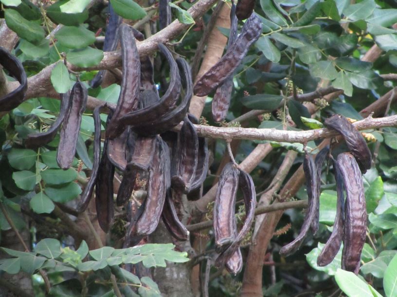 Ceratonia siliqua - חרוב מצוי, Carob Tree, St John's-bread