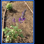 Salvia × 'Mystic Spires Blue' - מרווה מיסטיק 'ספיירס בלו'