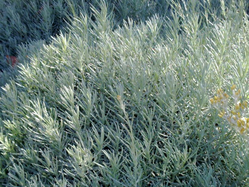 Helichrysum italicum - דם המכבים האיטלקי, curryplant, קארי