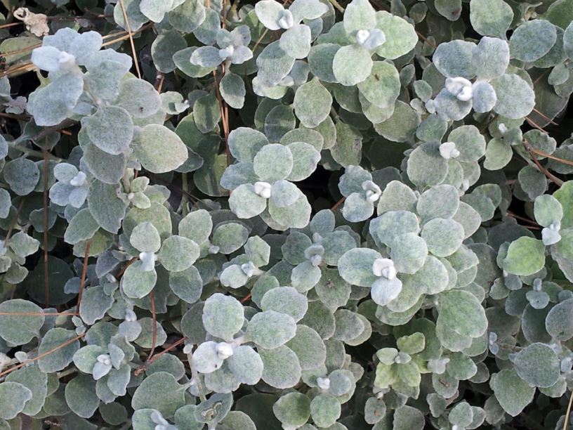 Helichrysum petiolare 'Silver' - דם המכבים העלווני, silver-bush everlasting-flower, licorice-plant, Trailing Dusty-miller