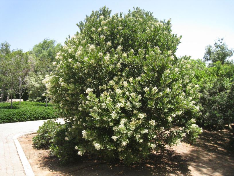 Heteromeles arbutifolia - הטרומליס קטלבי, Christmasberry, California-holly, Toyon