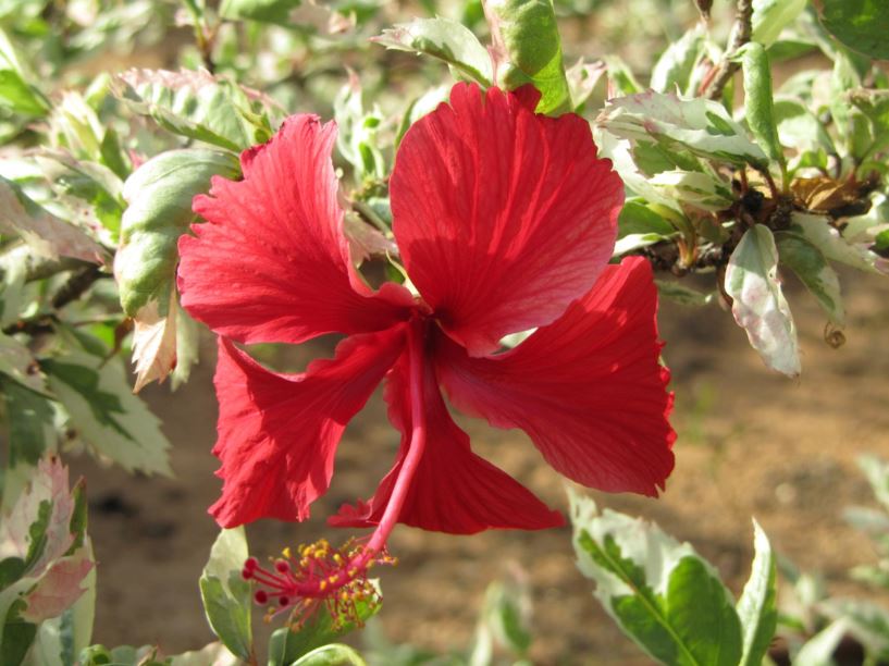 Hibiscus rosa-sinensis 'Cooperi' - היביסקוס סיני 'קופר'