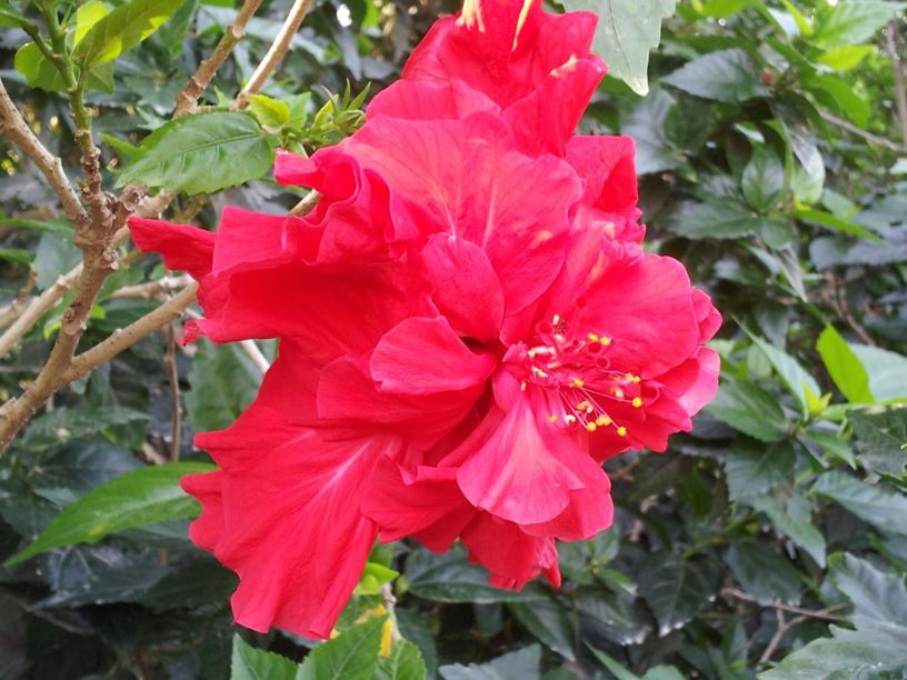 Hibiscus rosa-sinensis 'Plenus Red' - היביסקוס סיני  'אדום מלא'