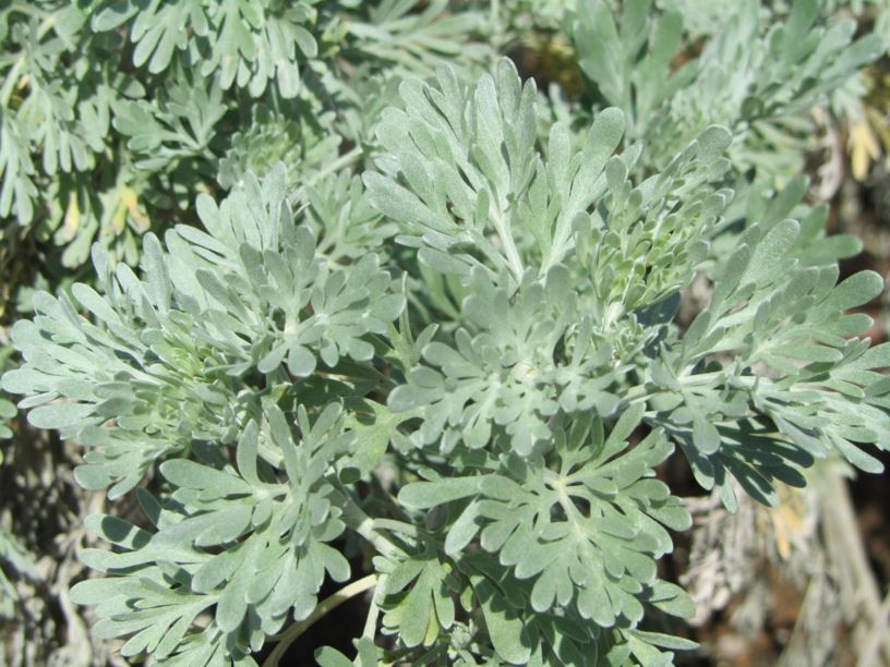 Artemisia arborescens - לענה שיחנית, Sagebrush, Shrubby Wormwood, Tree Wormwood, Shrubby Wormwood, שיבא