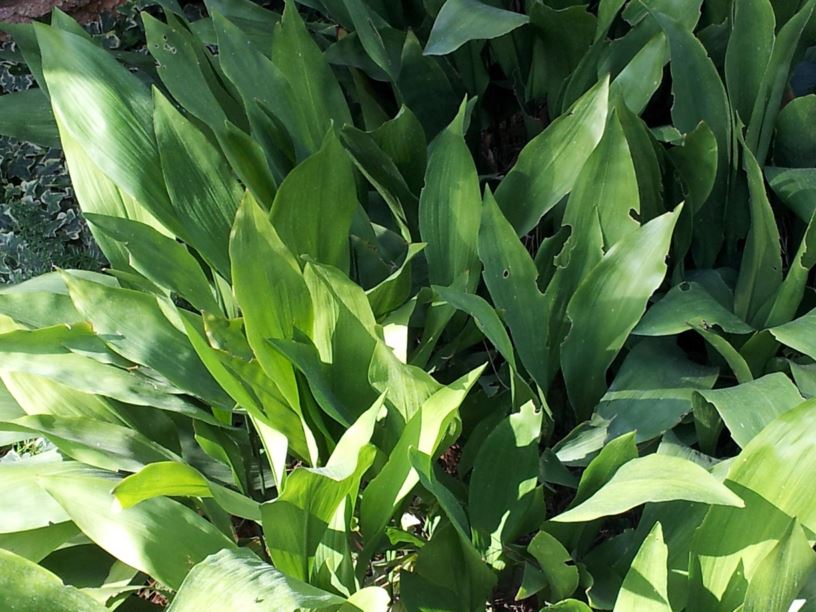 Aspidistra elatior - מגינית גבוהה, barroomplant, cast-iron-plant