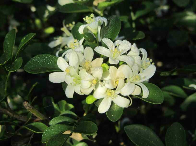 Murraya paniculata - מוריה מכבדית, Orange jasmine