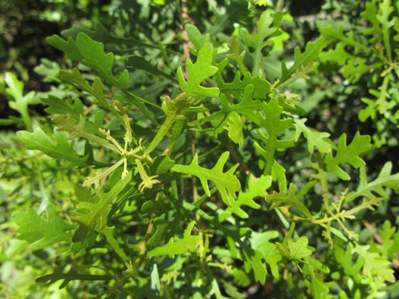 Myrica quercifolia - מיריקה אלונית, Wax Berry, Oak-leaved Myrtle