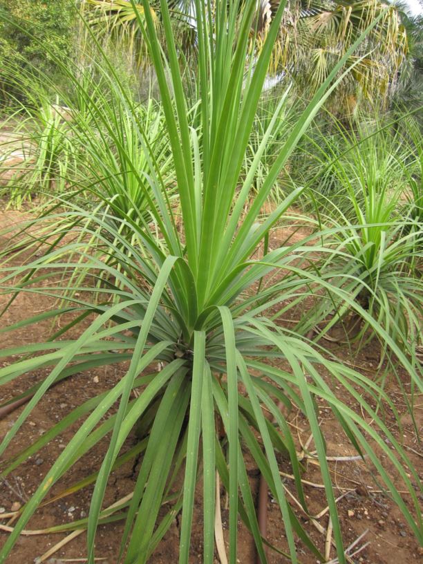 Nolina recurvata - נולינה מפשלת, bottle-palm, elephant-foot-tree, Ponytail Palm, Elephant Foot Palm