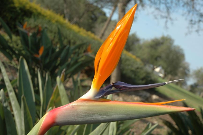 Strelitzia reginae - סטרליצית המלכה, bird-of-paradise, Crane Flower, ציפור גן-עדן
