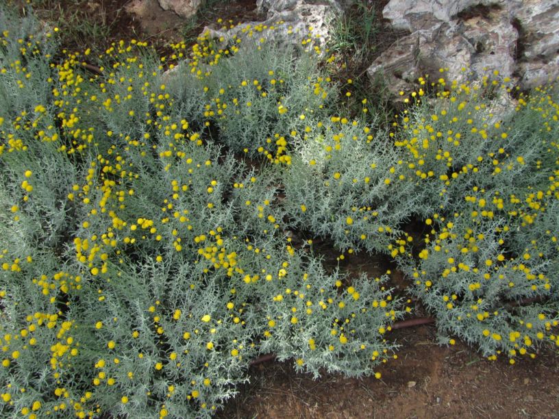 Santolina chamaecyparissus - סנטולינה ננסית, lavender-cotton, Gray Santolina