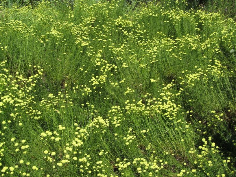 Santolina rosmarinifolia - סנטולינה ירוקה, holy-flax, Green Lavender Cotton