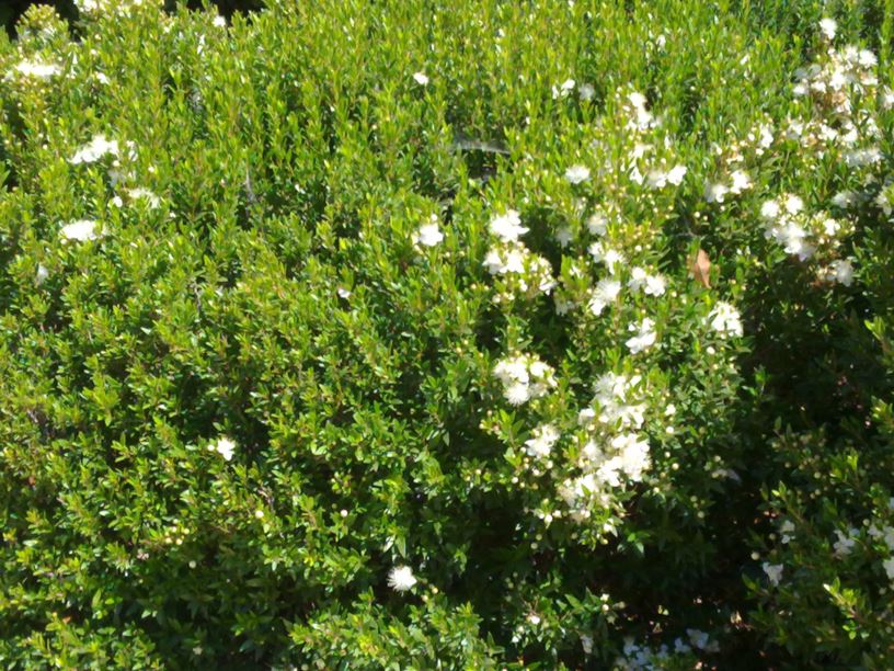 Myrtus communis 'Tarentina' - הדס מצוי 'קטן עלים', Small-Leaved True Myrtle