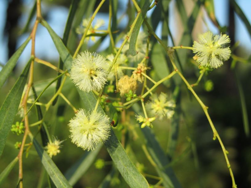 Acacia salicina - שיטה עלי ערבה, Broughton willow wattle