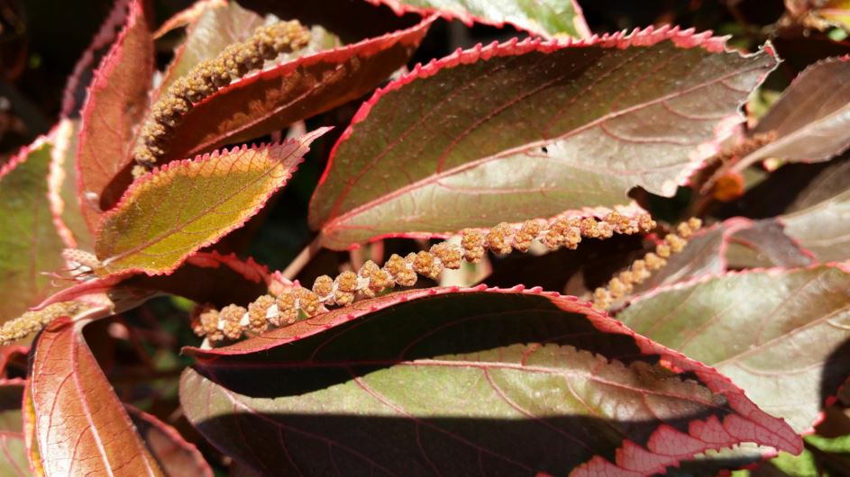 Acalypha wilkesiana - אקליפה מגוונת, fire-dragon, beefsteakplant