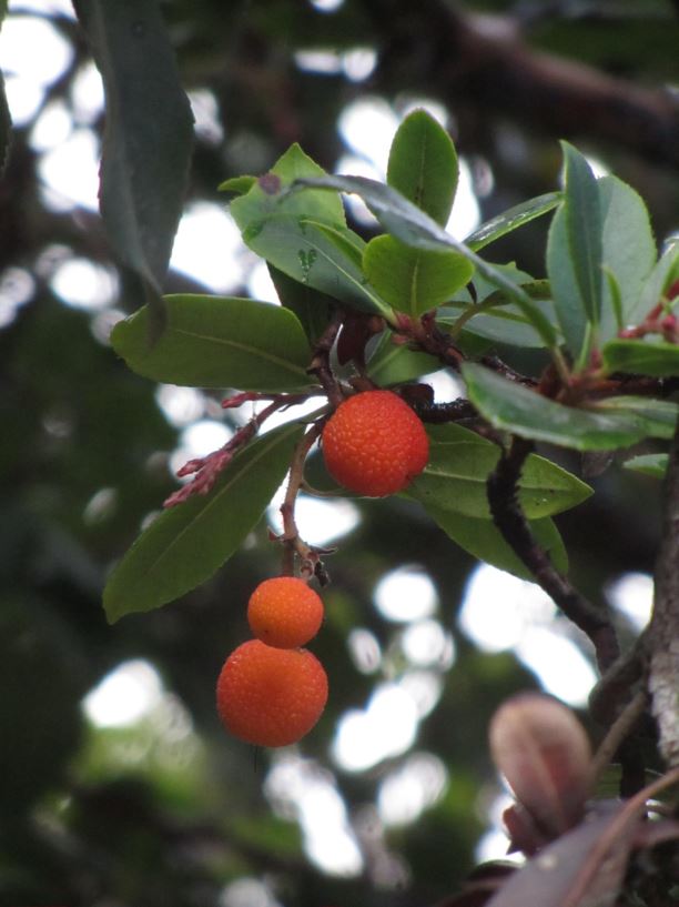 Arbutus andrachne - קטלב מצוי, קטלב מצוי, Greek Strawberry Tree, Grecian Stawberry Tree, Greek Strawberry Tree