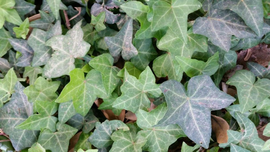 Hedera helix - קיסוס החורש, common ivy, English ivy