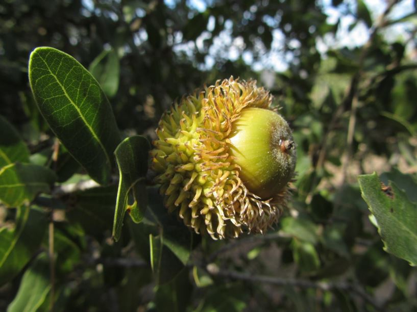 Quercus calliprinos - אלון מצוי, Kermes Oak, Scarlet Oak, Palestine Oak