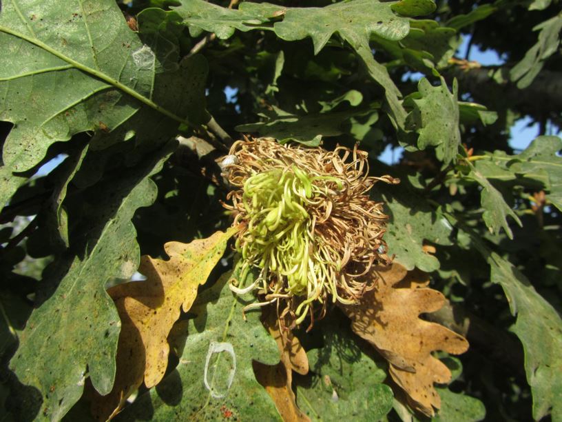 Quercus pedunculiflora - אלון ארוך-עקצים, Penduculate Oak