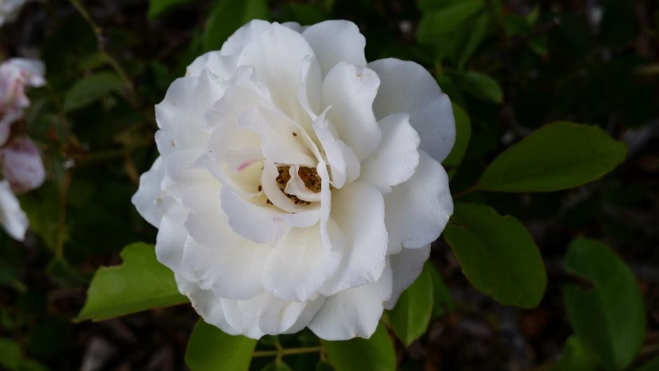 Rosa floribunda 'Iceberg' - ורד אייסברג