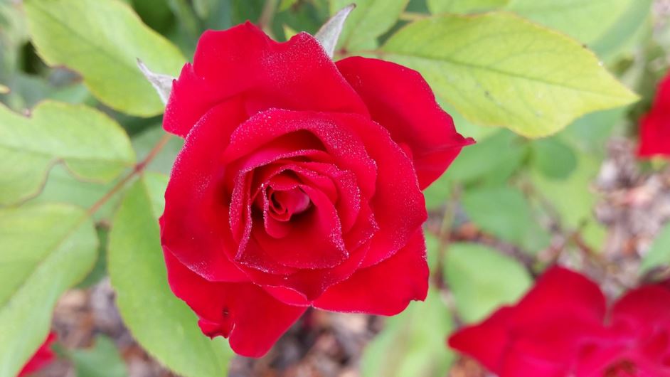 Rosa floribunda 'Red Simplicity' - ורד מקרנה