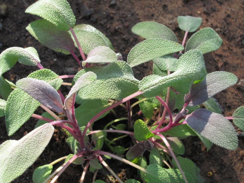 Salvia officinalis 'Purpurascens' - מרווה רפואית 'סגולה'