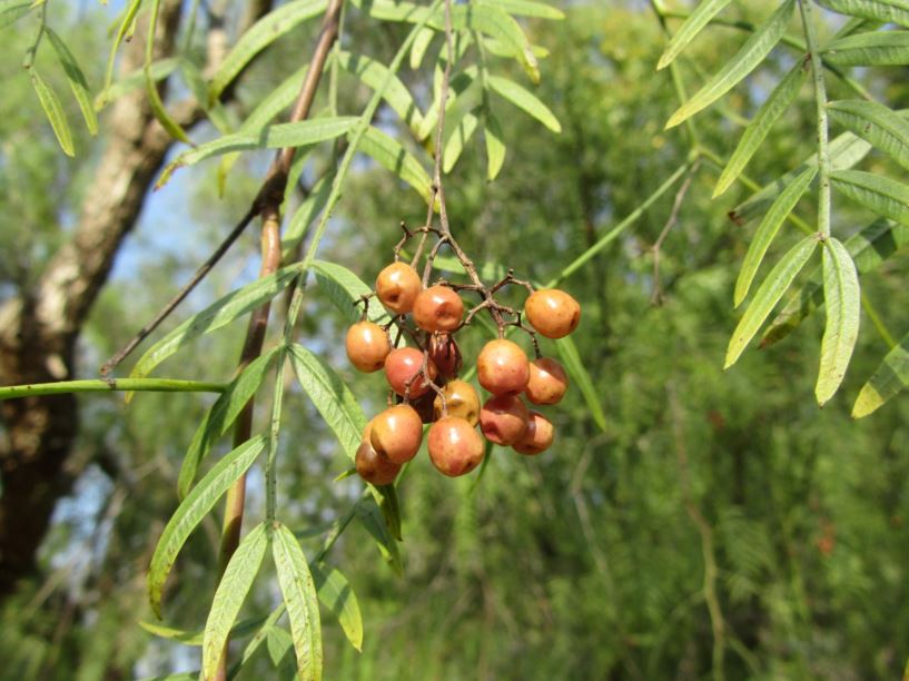 Schinus molle - פלפלון בכות, American Pepper, California Pepper Tree