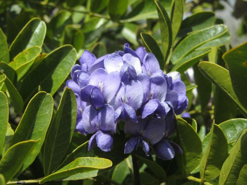 sophora secundiflora - סופורה אמריקאית, Mescal Bean, Texas Mountain Laurel