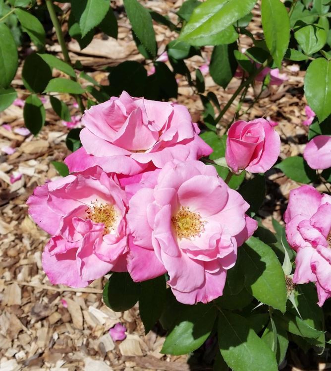 Rosa floribunda 'Pink simplicity' - ורד 'פוריה'