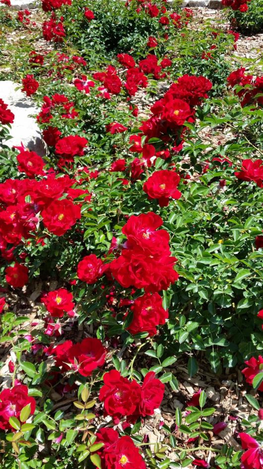 Rosa ground cover 'Mainaufeuer' - ורד נהר האש