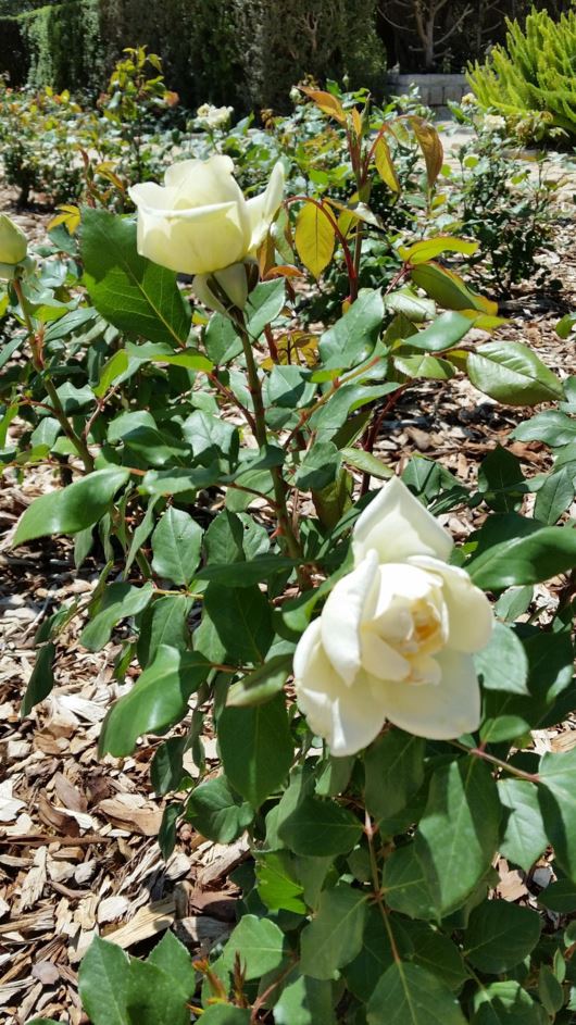 Rosa hybrid tea 'Claus Dalby' - ורד 'קלאוס דלבי'
