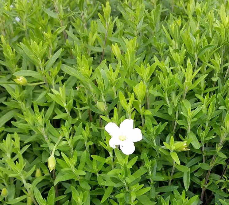 Arneria montana - ארנריה מונטנה
