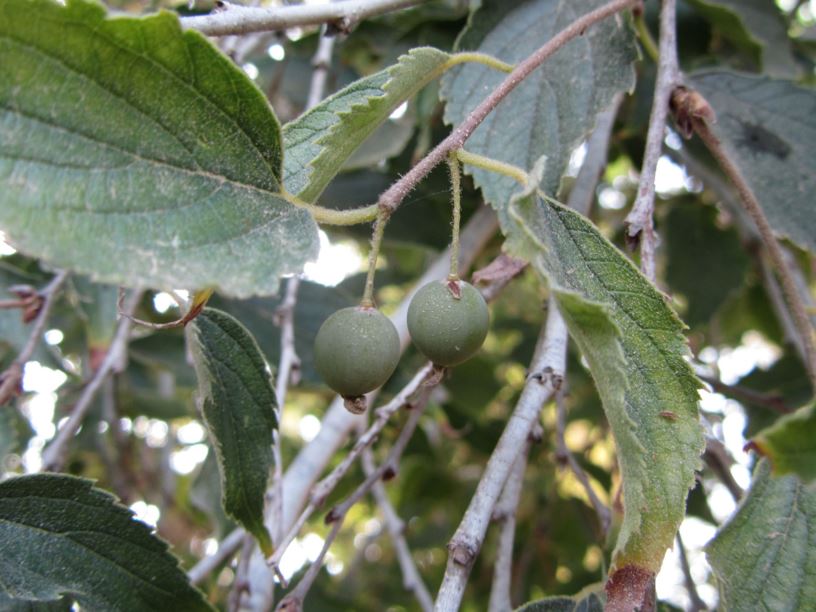 Celtis australis - מיש דרומי, European Nettle Tree, Southern Nettle Tree, European Hackberry, Mediterranean Hackberry, Lote Tree, Honeyberry