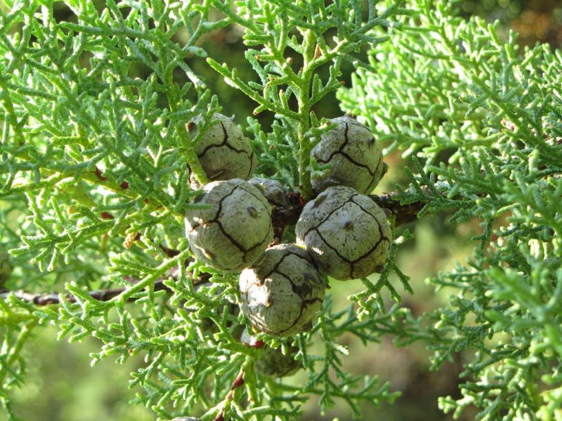 Cupressus arizonica - ברוש אריזוני, Arizona Cypress, Rough-barked Arizona Cypress