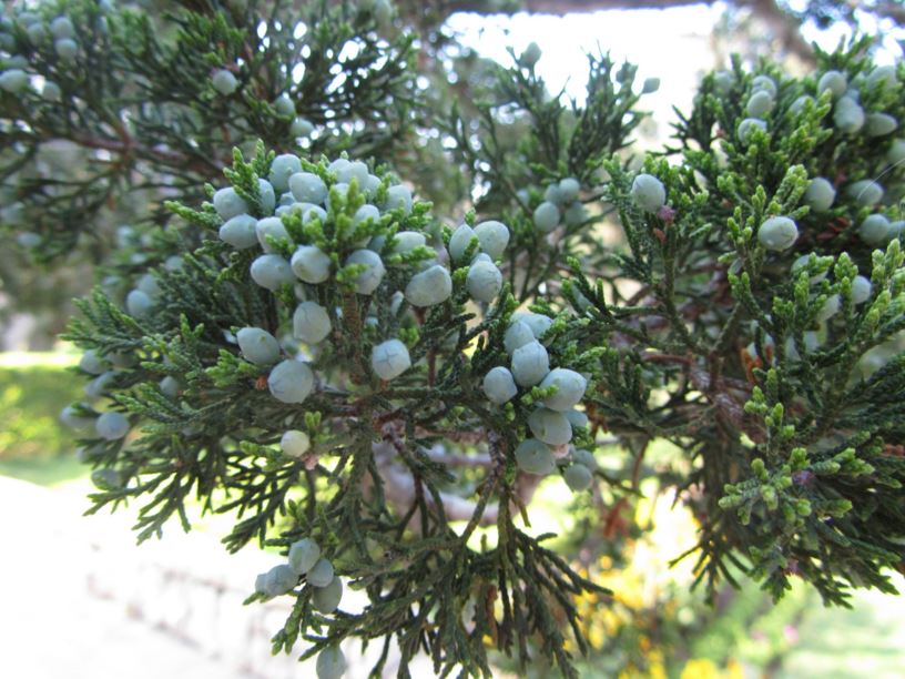 Juniperus virginiana - ערער וירג'יני, Eastern Red Cedar, Silver Cedar, Burk Eastern Red Cedar, Silver Eastern Red Cedar