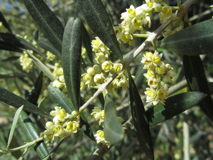 Olea europaea - זית אירופי, African olive, brown olive, Common Olive, Common European Olive