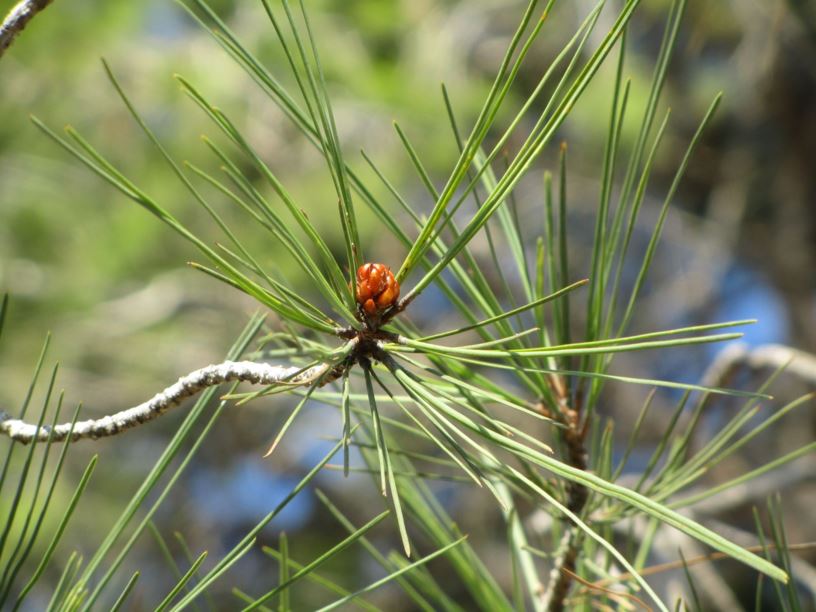 Pinus strobus - אורן לבן