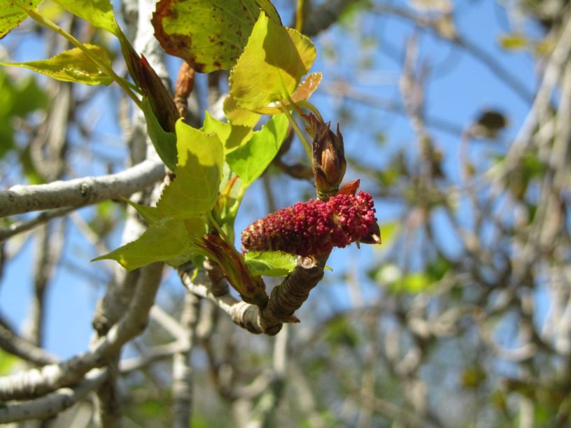 Populus nigra 'Italica' - צפצפה שחורה 'איטלקית'