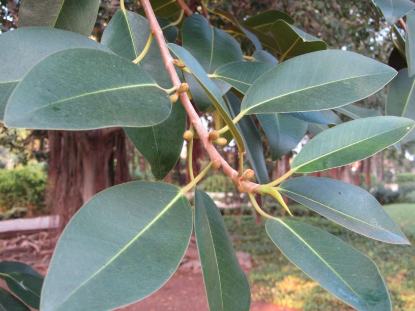 Ficus obliqua - פיקוס מעוקם