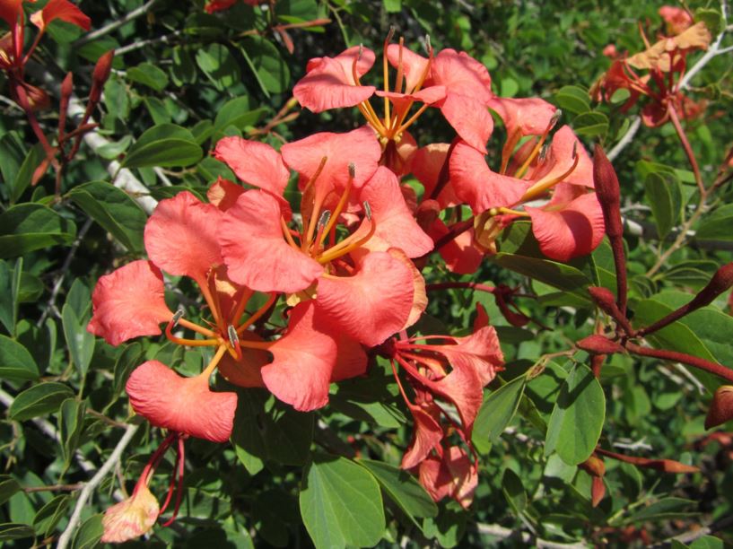 Bauhinia galpinii - בוהיניה גלפין, red butterfly-tree, red bauhinia, Pride of De Kaap, Red Orchid Bush