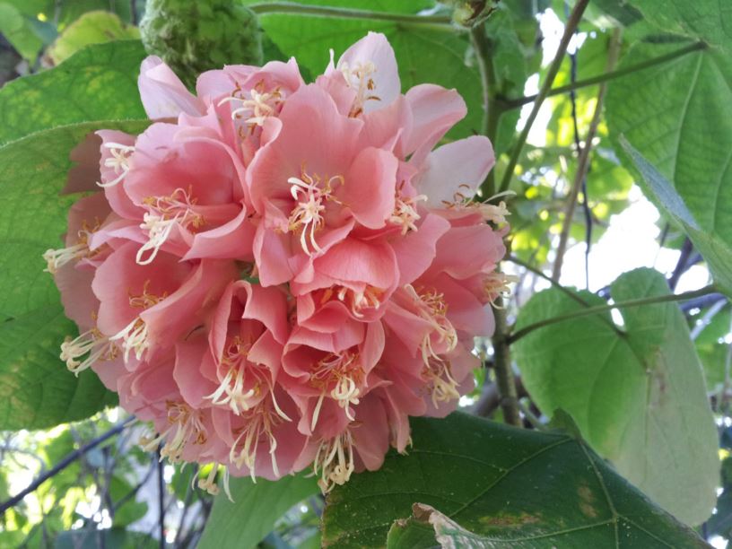 Dombeya cayeuxii - דומביאה ורודה, Mexican rosetree, pink snowball
