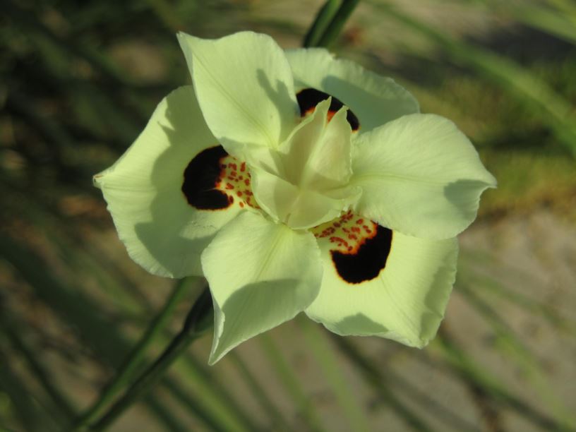 Dietes bicolor - דיאטס דו-גוני, African Iris, Fortnight Lily
