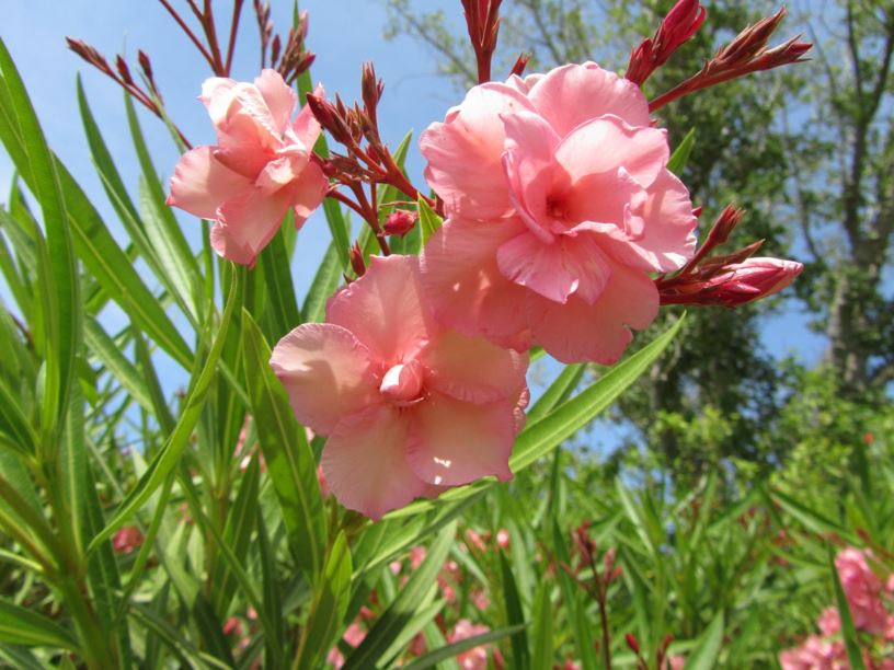 Nerium oleander - הרדוף הנחלים, rose-laurel, rose bay, Oleander
