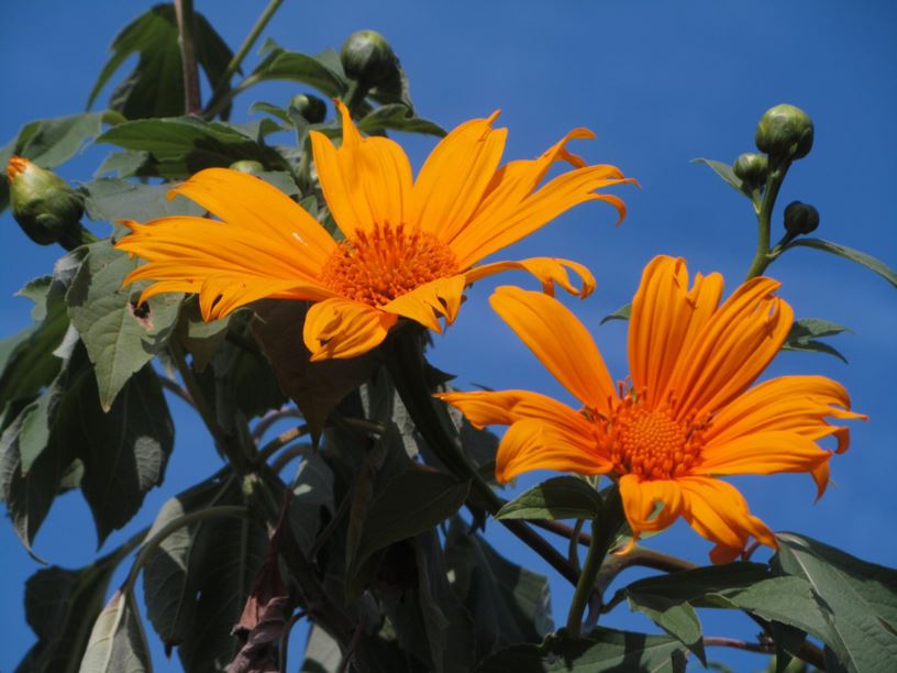 Tithonia diversifolia - טיתוניה שונת-עלים, Japanese-sunflower, tree marigold