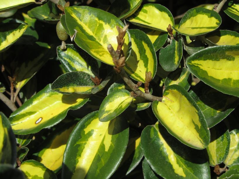 Elaeagnus pungens var. 'Yellow' - יצהרון מנוקד מגוון, יצהרון מנוקד מגוון, Silverthorn, עץ השמן