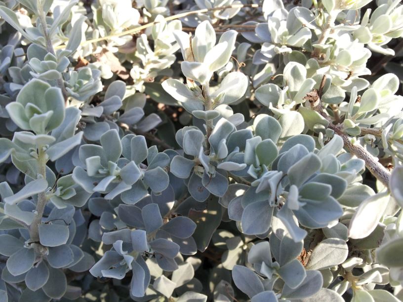 Leucophyllum frutescens - ליקופילון שיחני, barometer-bush, purple-sage, Compact Texas Sage