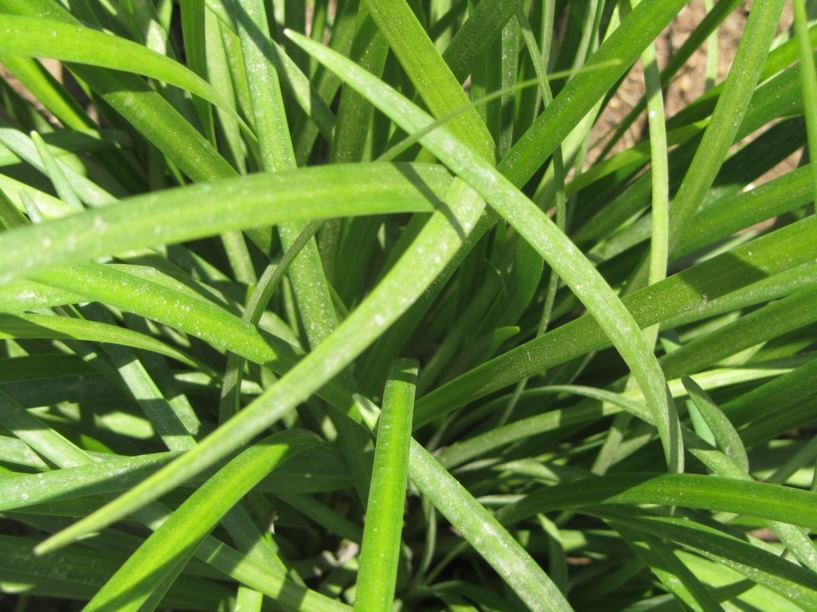 Liriope muscari 'Evergreen Giant' - ליריופה כדנית 'אוורגרין ג'אינט', Lilyturf