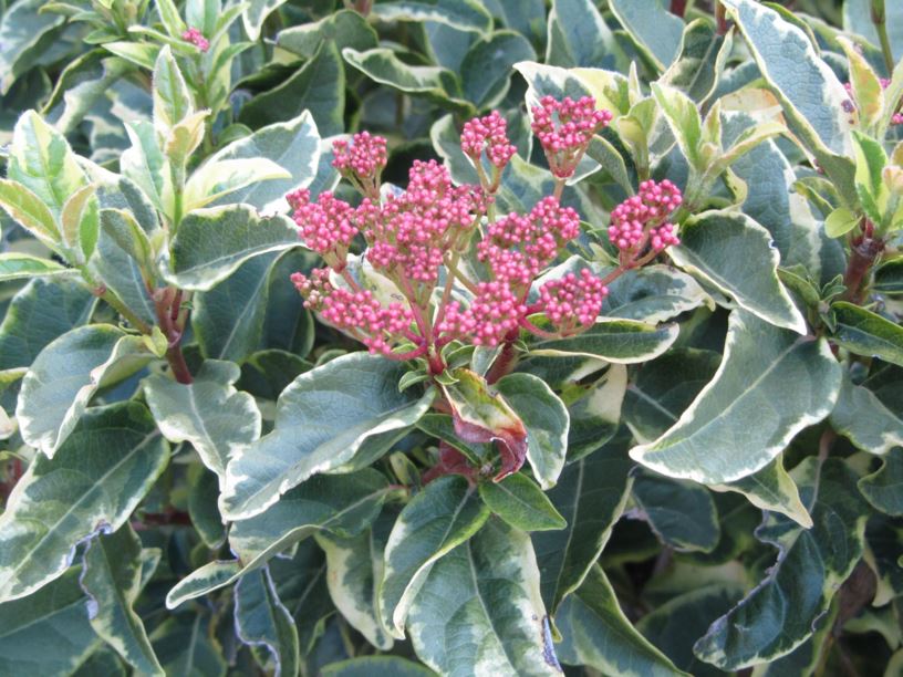 Viburnum tinus 'variegata' - מורן החורש 'מגוון', laurustinus